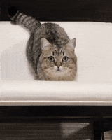 cat hello GIF cat hello GIF